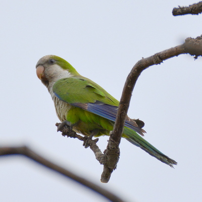 Blue-winged Parakeet